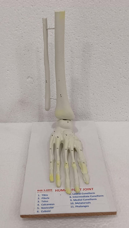 Human Joints Models ( Set of 6 Joints)