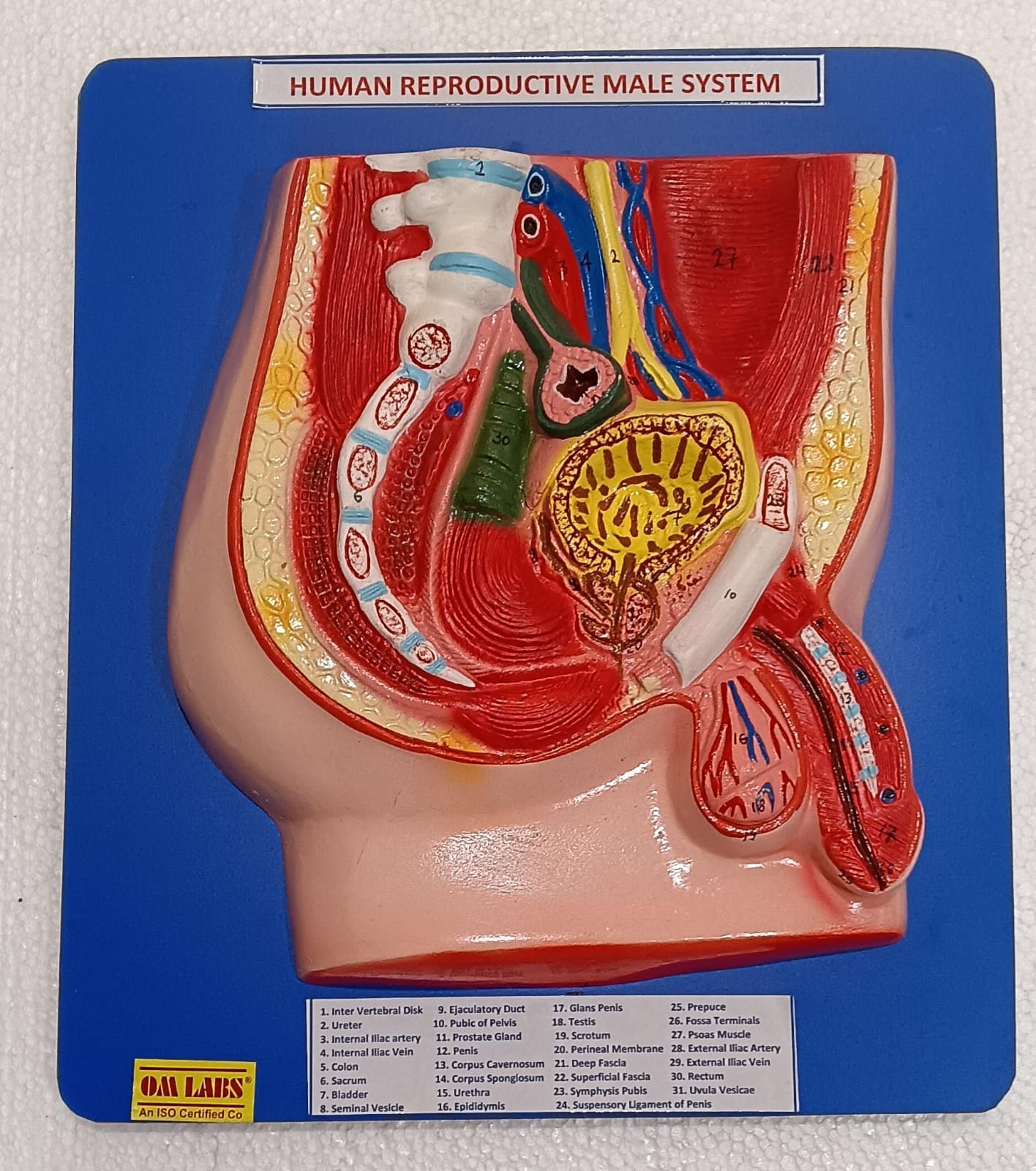 Human Reproductive System Male on Board 14 x 12" ( Superior)