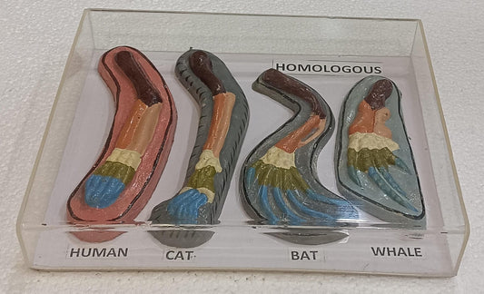 Homologous Organs Animals Models on Acrylic Showcase