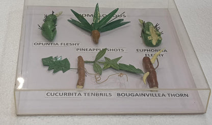 Homologous Organs Plants  Models on Acrylic Showcase