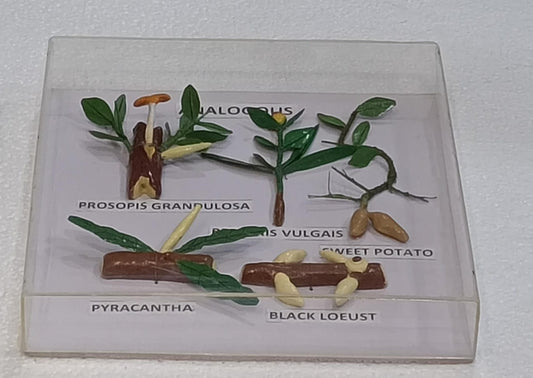Analogous Organs Plants  Models on Acrylic Showcase