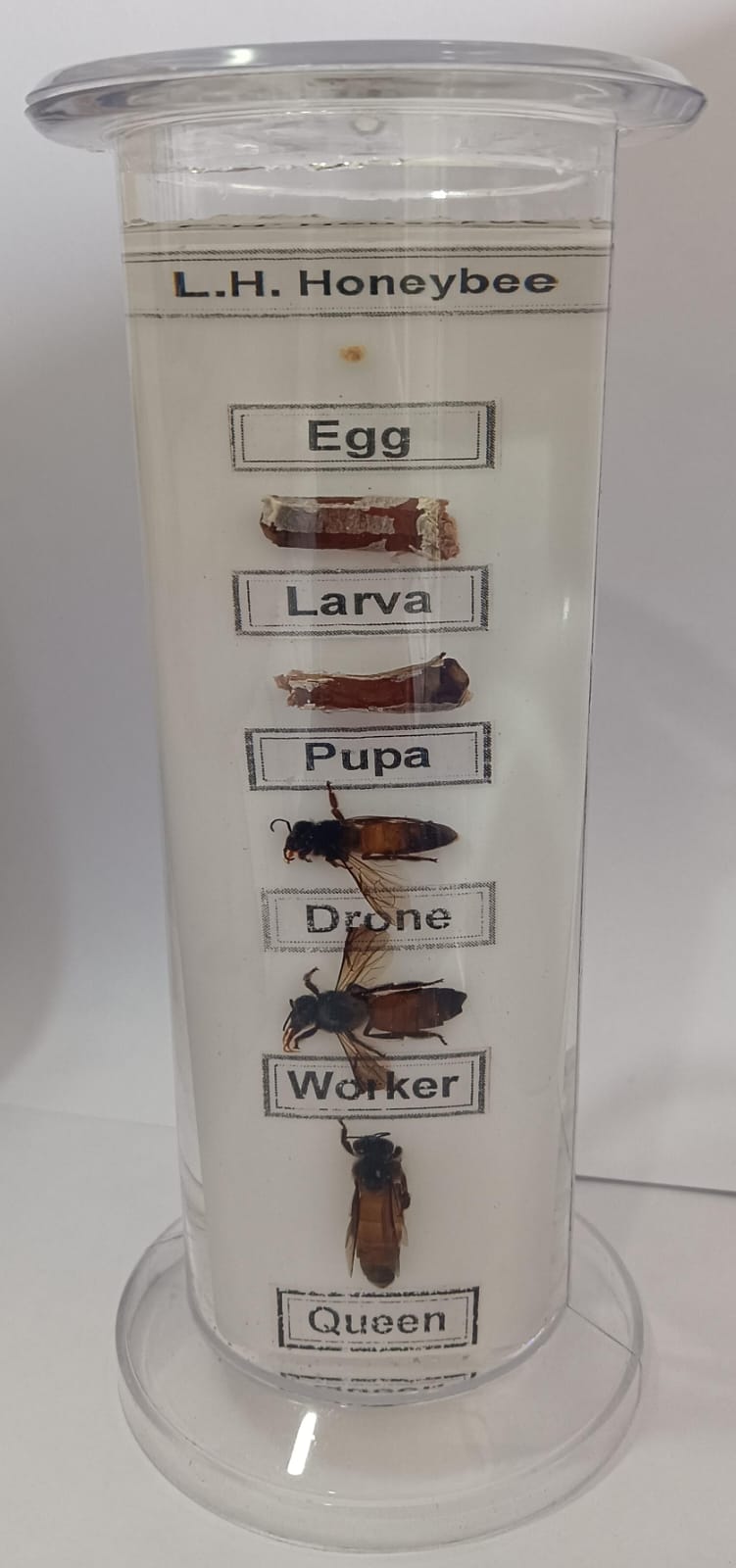 Life Cycle of Honeybee Specimen | Zoology Specimen