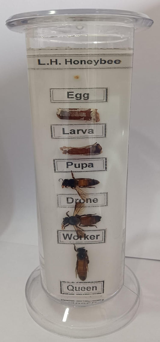 Life Cycle of Honeybee Specimen | Zoology Specimen