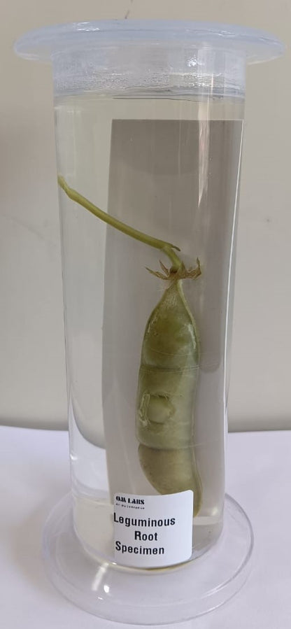 Leguminous Root Specimen | Botany Specimen
