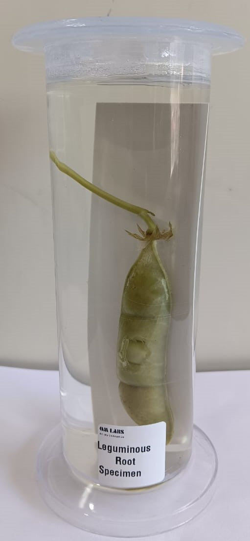Leguminous Root Specimen | Botany Specimen