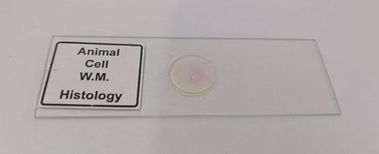 Animal Cell Prepared Microscope Slide Set (Set of 5 Pcs.) with Box