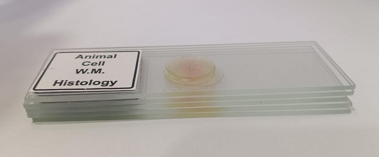 Animal Cell Prepared Microscope Slide Set (Set of 5 Pcs.) with Box
