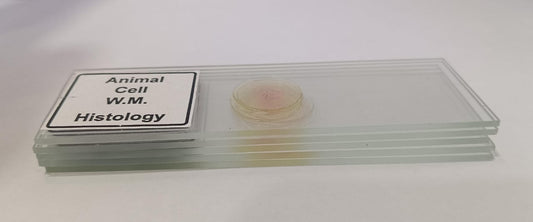 Animal Cell Prepared Microscope Slide Set (Set of 5 Pcs.) with Box