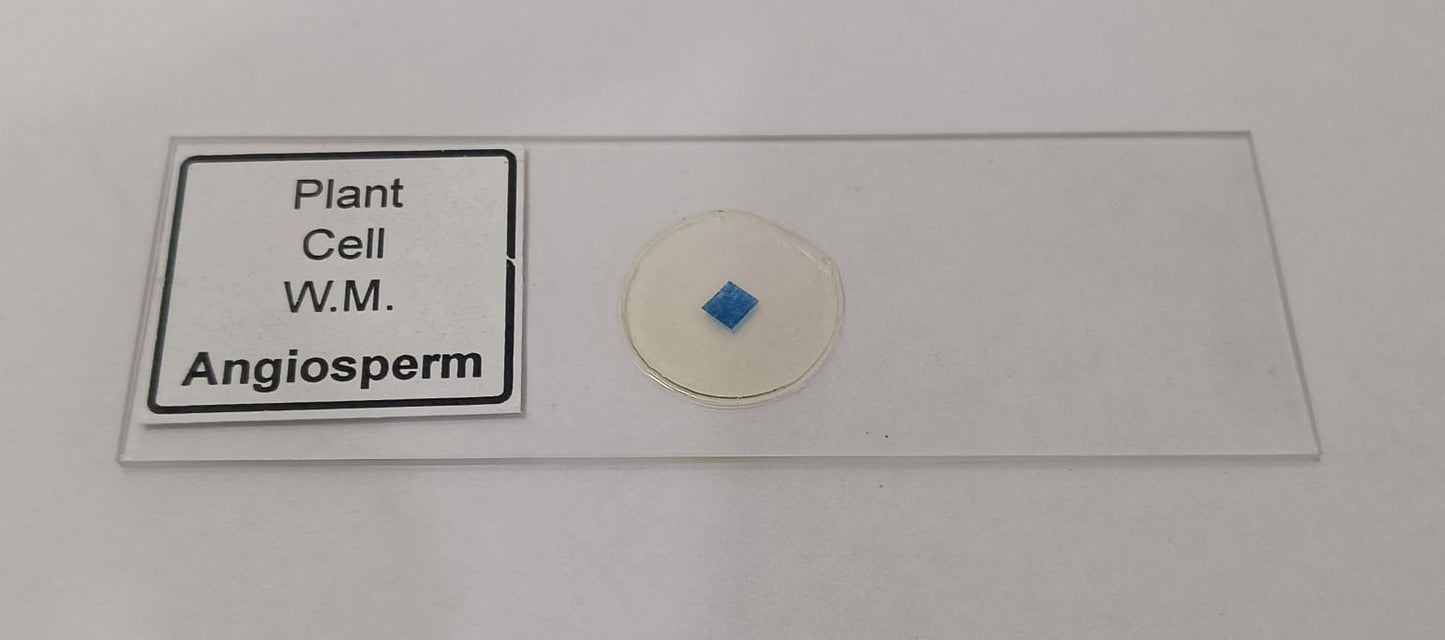 Plant Cell Prepared Microscope Slide Set (Set of 5 Pcs.) with Box