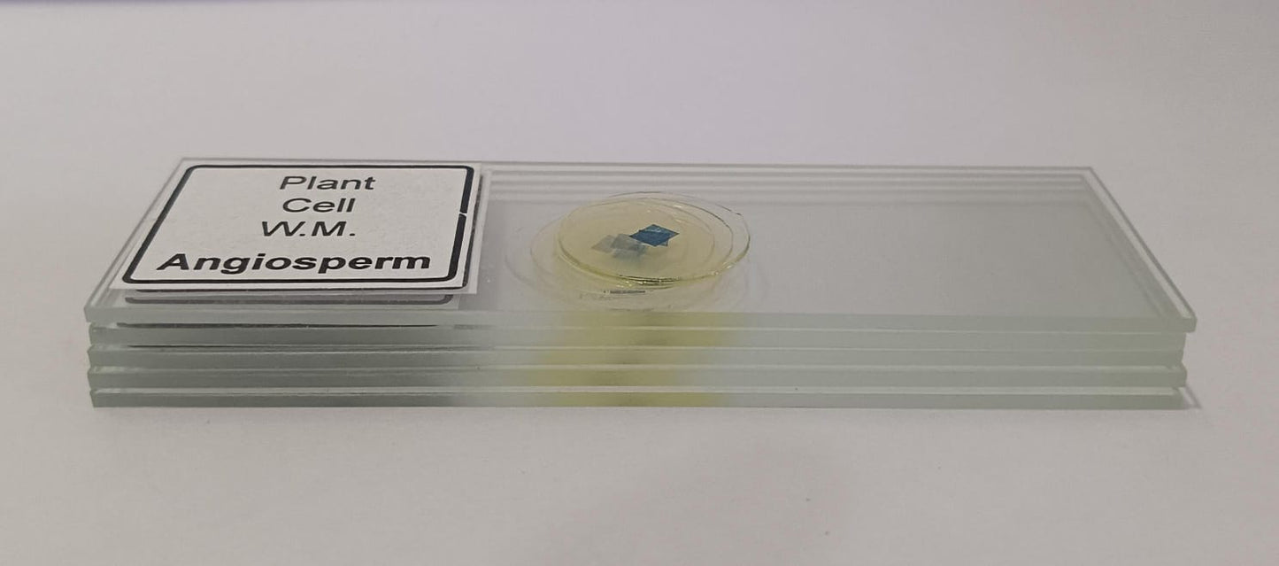 Plant Cell Prepared Microscope Slide Set (Set of 5 Pcs.) with Box