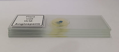 Plant Cell Prepared Microscope Slide Set (Set of 5 Pcs.) with Box