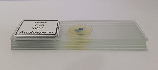 Plant Cell Prepared Microscope Slide Set (Set of 5 Pcs.) with Box