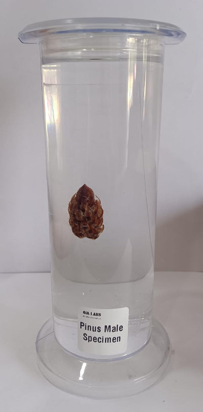 Pinus Male Specimen | Botany Specimen