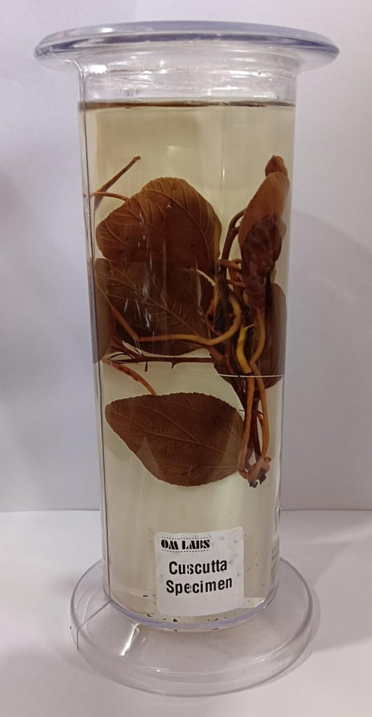 Cuscuta Specimen | Botany Specimen