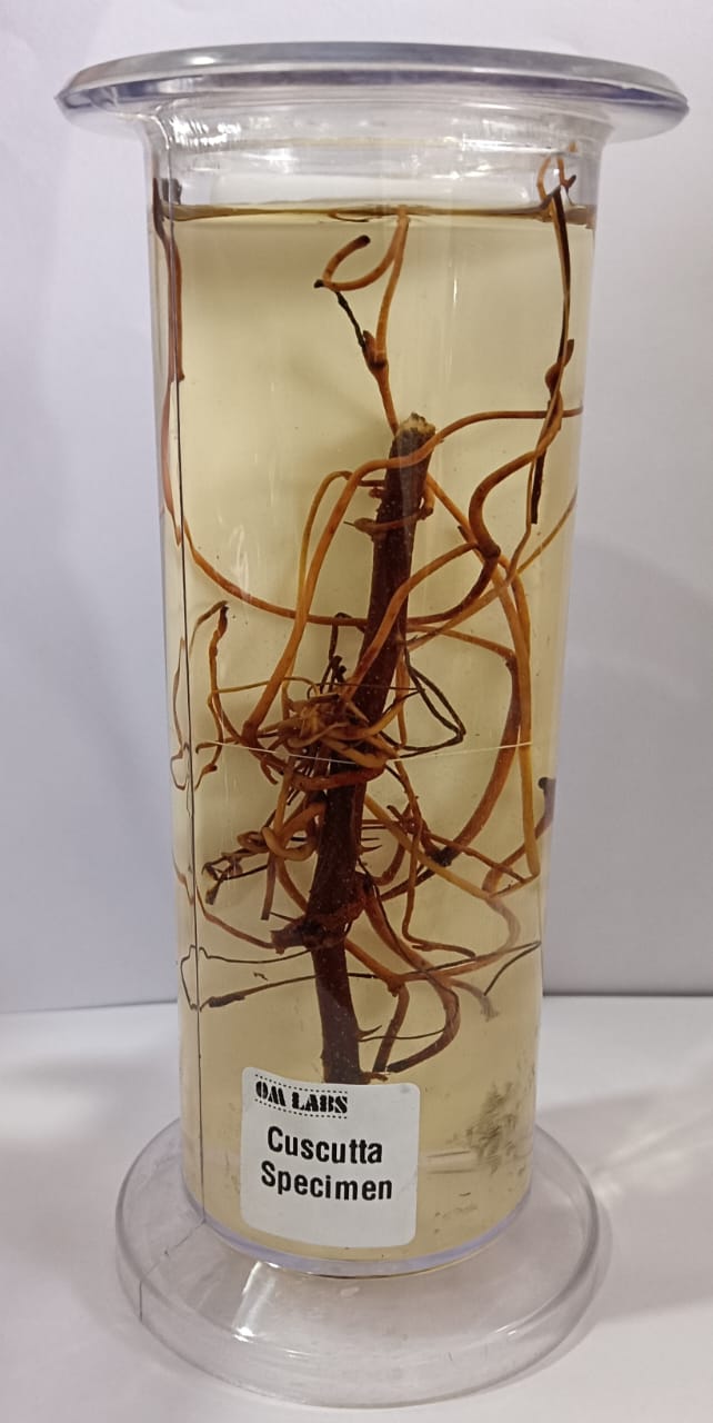 Cuscuta Specimen | Botany Specimen