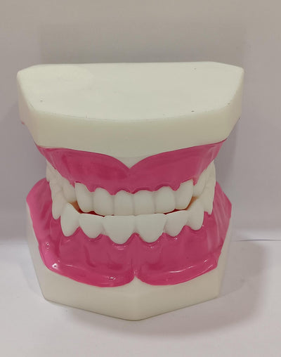 Dental Teeth Teaching Model | Typodont Model