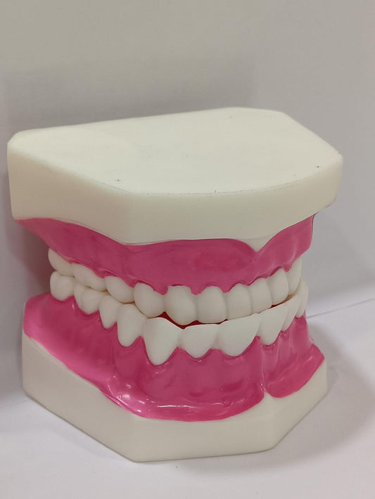 Dental Teeth Teaching Model | Typodont Model