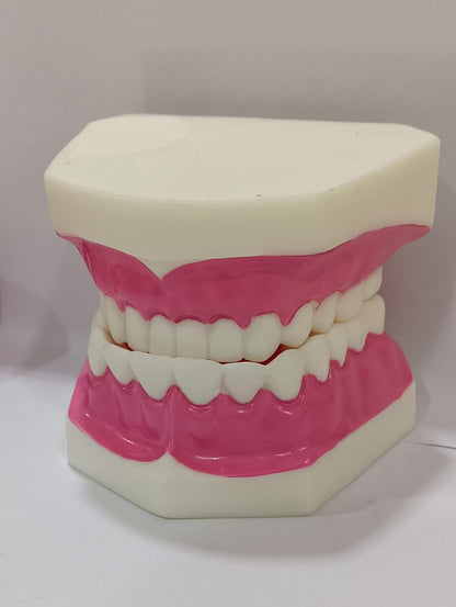 Dental Teeth Teaching Model | Typodont Model