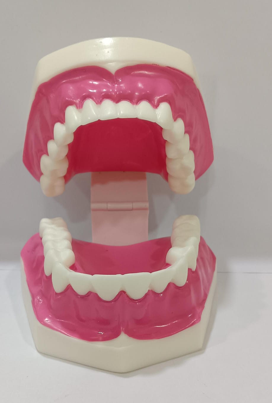 Dental Teeth Teaching Model | Typodont Model