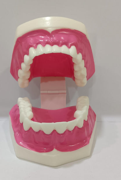 Dental Teeth Teaching Model | Typodont Model
