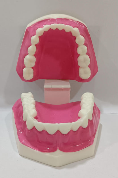 Dental Teeth Teaching Model | Typodont Model