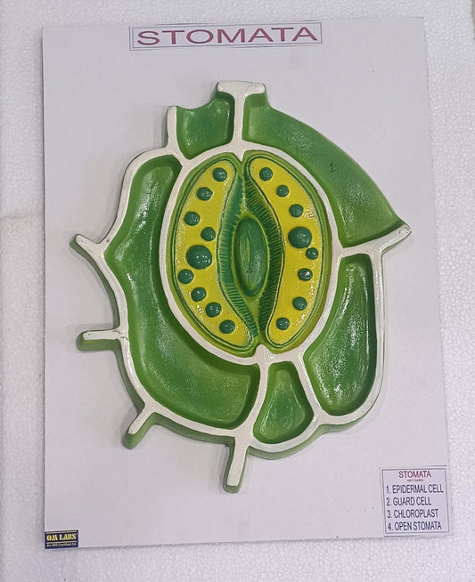 Stomata Model On Board