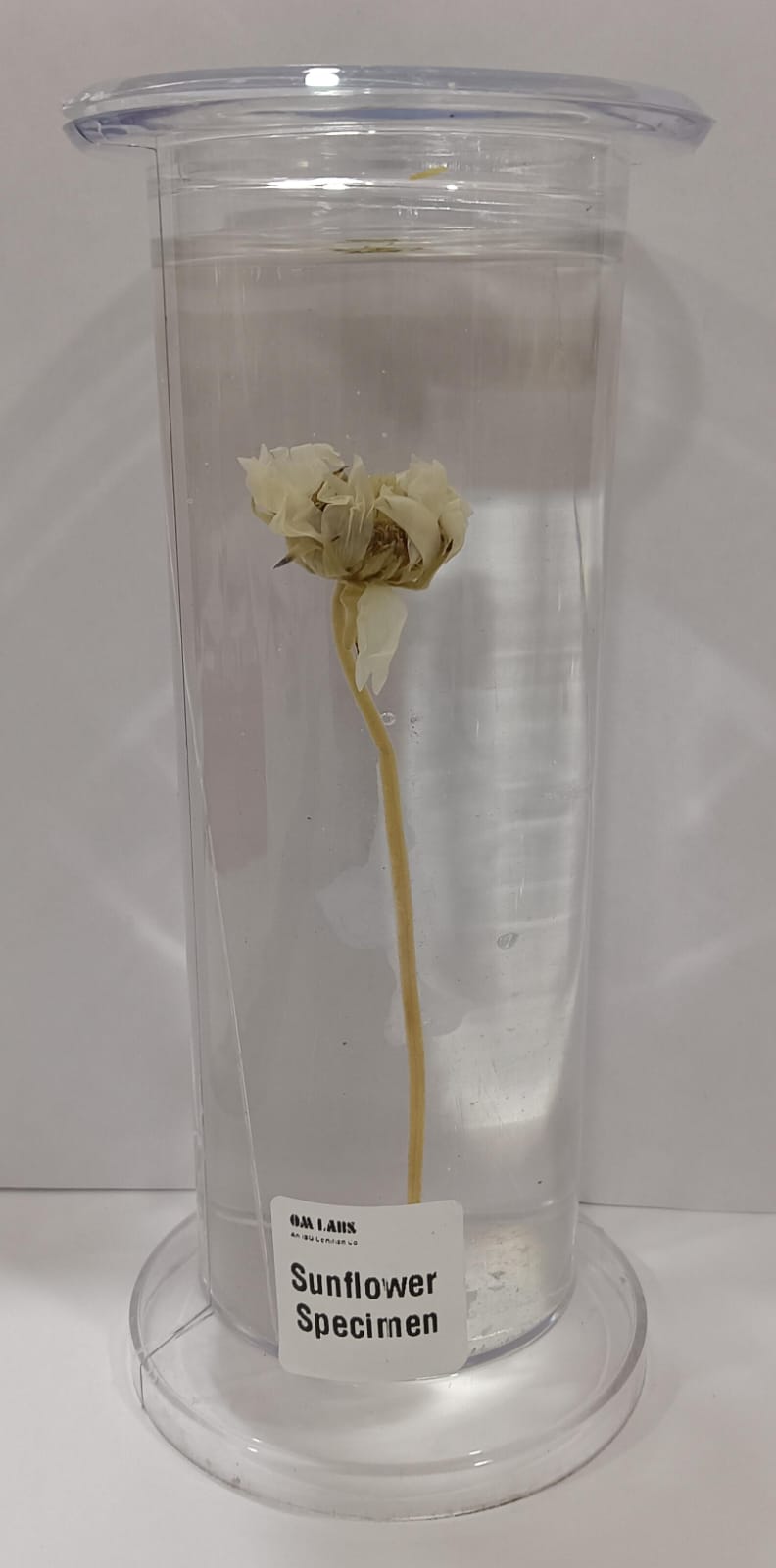 Sunflower Specimen | Botany Specimen
