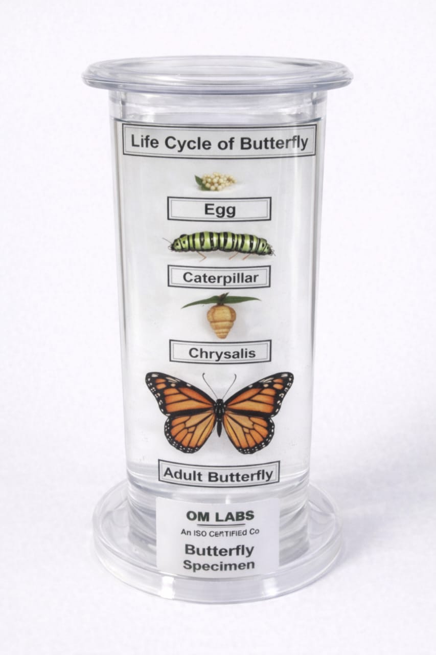Life Cycle of Butterfly Specimen | Zoology Specimen
