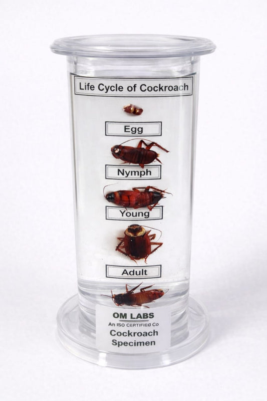 Life Cycle of Cockroach Specimen | Zoology Specimen