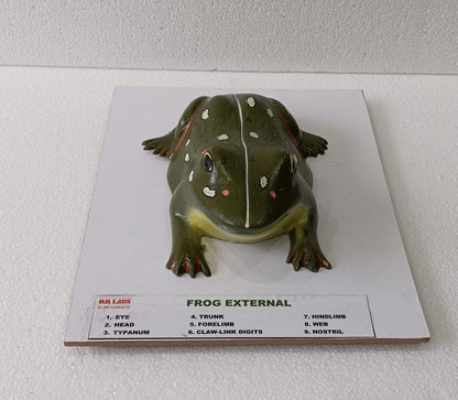 Frog External On Board Model