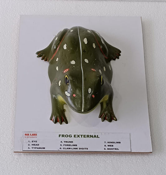 Frog External On Board Model
