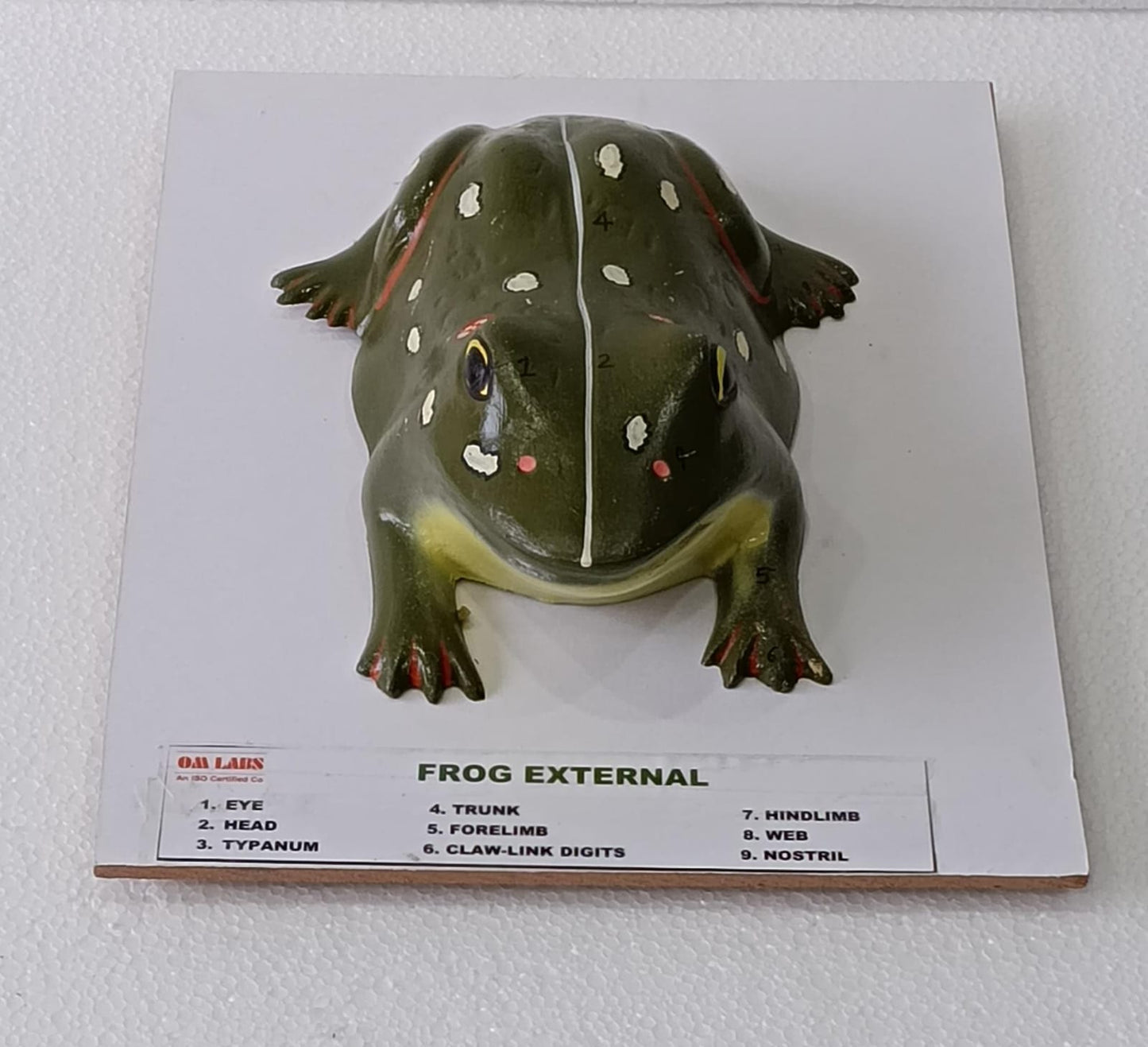 Frog External On Board Model