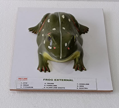 Frog External On Board Model