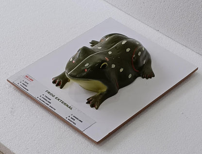 Frog External On Board Model