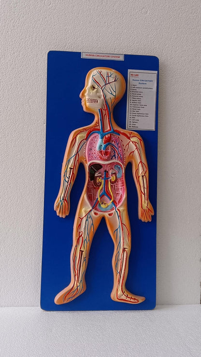 Human Circulatory System On Board | Superior Model