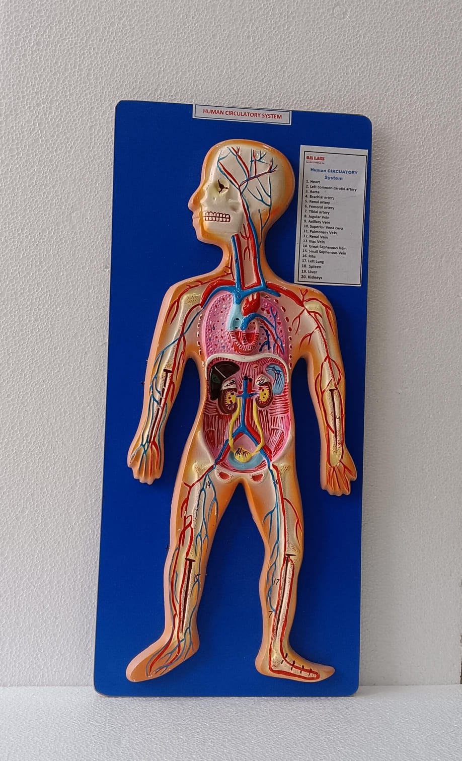 Human Circulatory System On Board | Superior Model