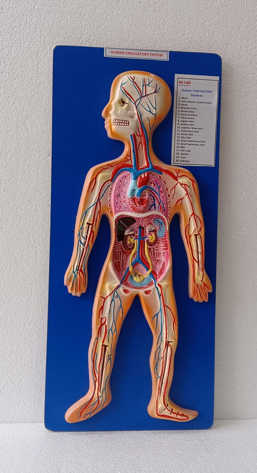 Human Circulatory System On Board | Superior Model