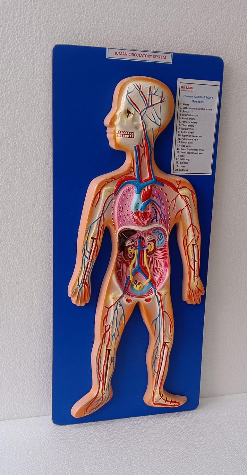 Human Circulatory System On Board | Superior Model