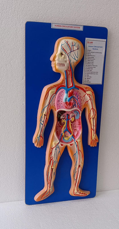 Human Circulatory System On Board | Superior Model