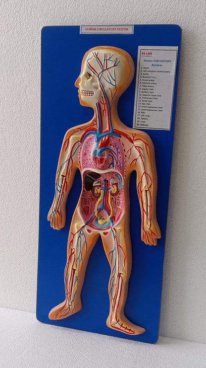 Human Circulatory System On Board | Superior Model