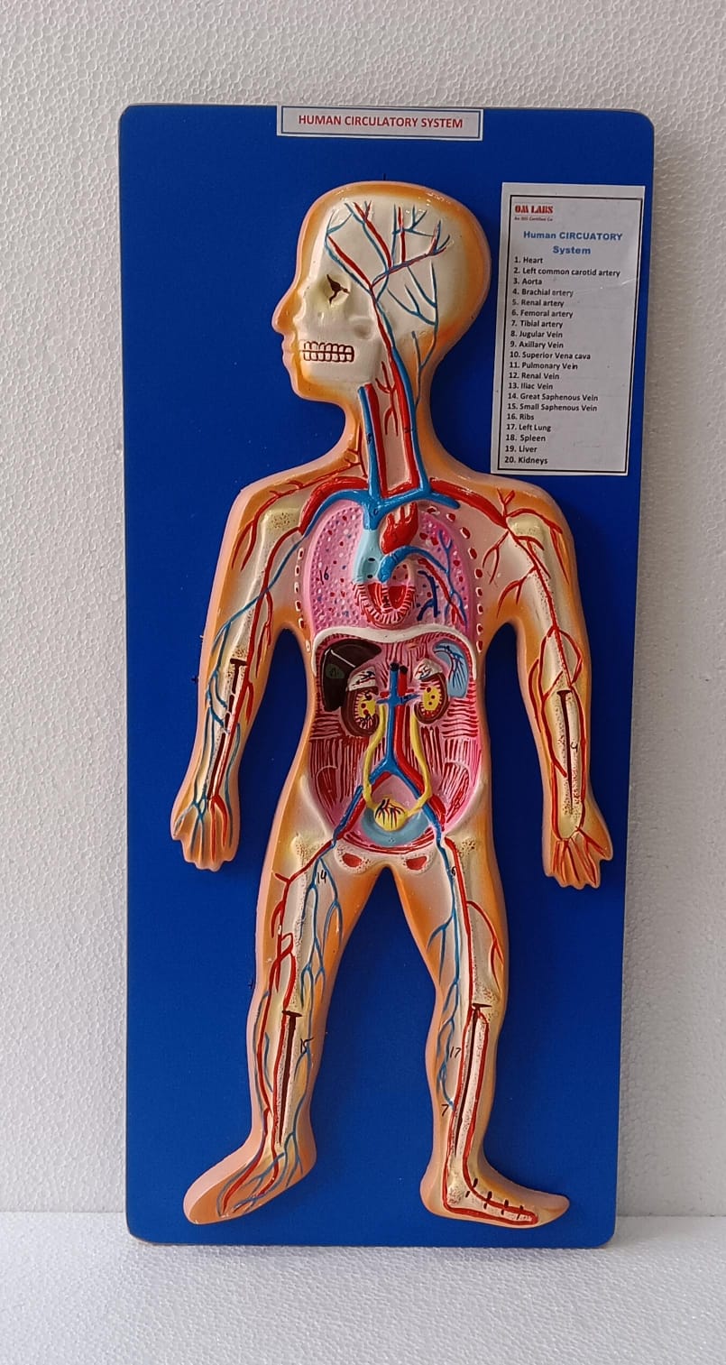 Human Circulatory System On Board | Superior Model