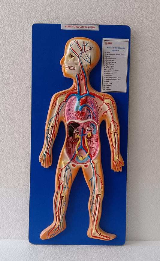 Human Circulatory System On Board | Superior Model