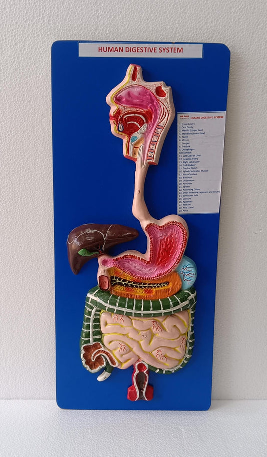 Human Digestive System on Board | Superior Model