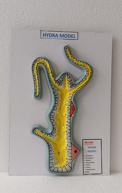 Hydra On Board Model