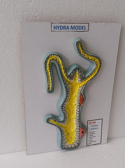 Hydra On Board Model