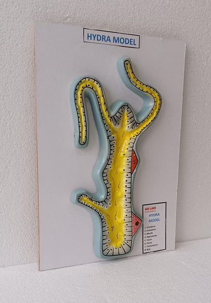 Hydra On Board Model