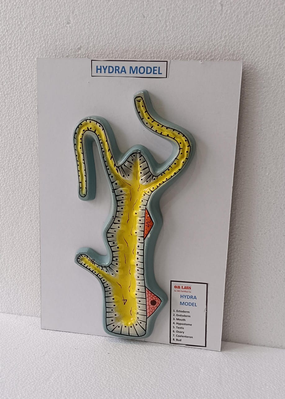 Hydra On Board Model