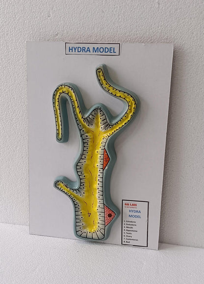 Hydra On Board Model