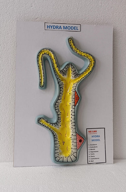 Hydra On Board Model