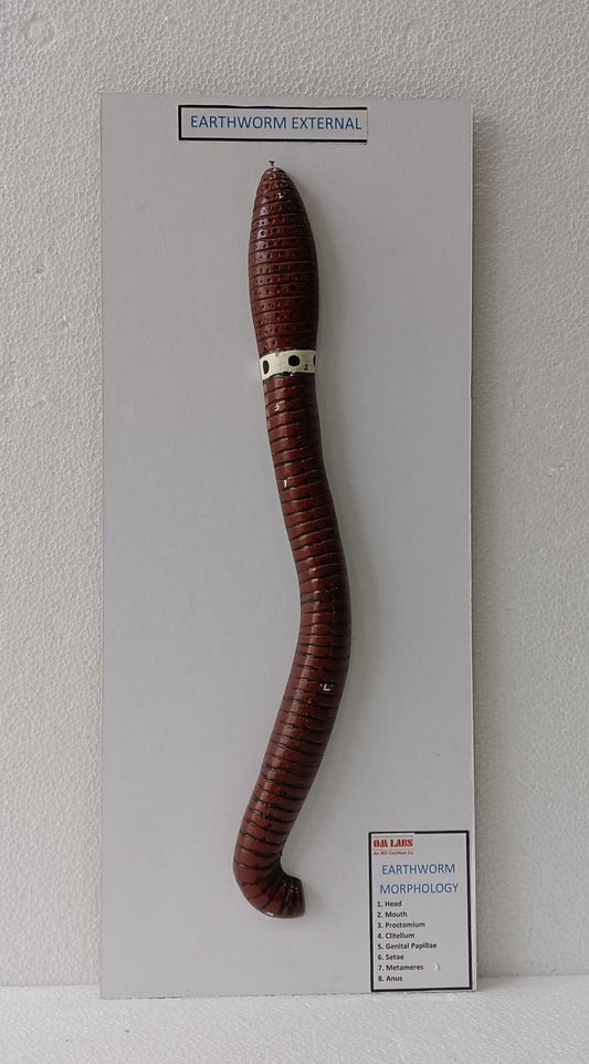 Earthworm External System On Board